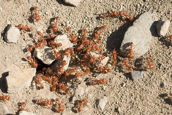 a fire ant colony on the ground in houston