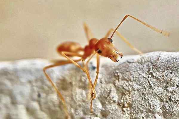 fire ant crawling on a home foundation