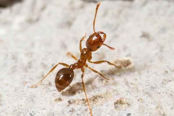 a fire ant looking for food on a patio