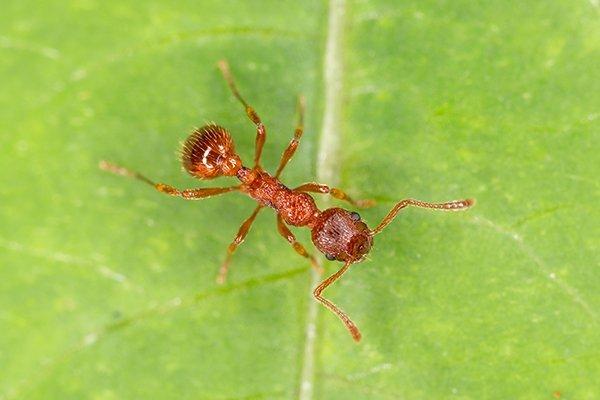 a fire ant on a leaf in a houston home garden