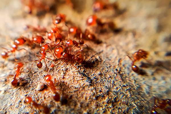 blog-fire-ant-control-101-identifying-preventing-and-controlling