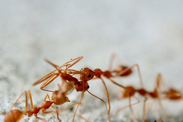 fire ants near their ant hill