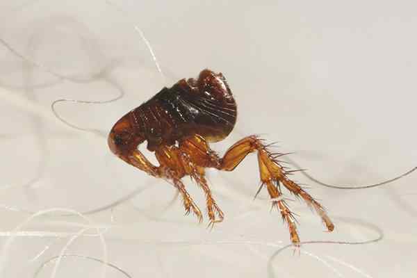 a flea crawling in pet hair