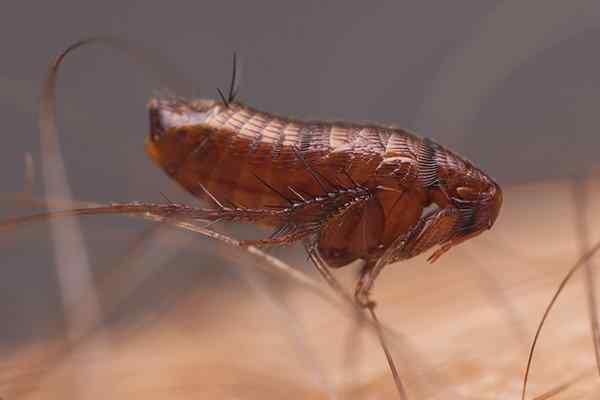 a flea crawling on arm hair