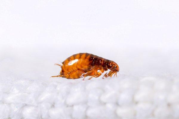 flea crawling on fabric