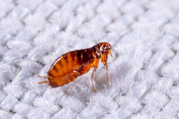flea crawling on fabric