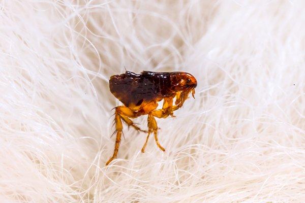 can humans catch fleas in hair