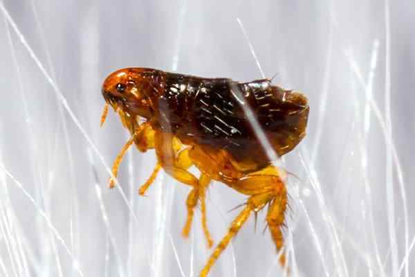 a flea crawling in pet hair