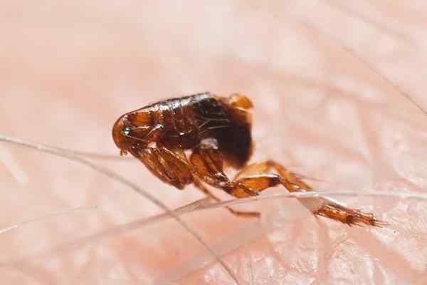 can dog fleas transfer to humans