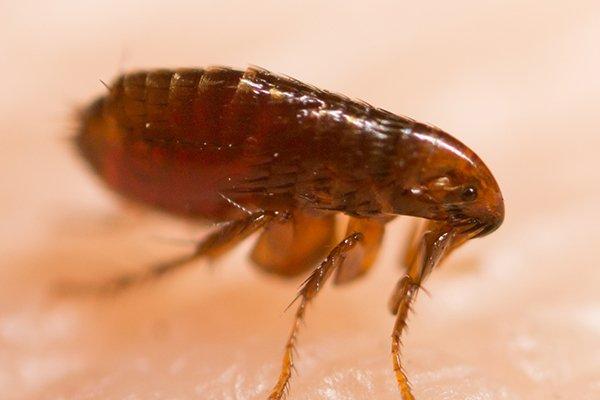 up close image of a flea crawling on human skin