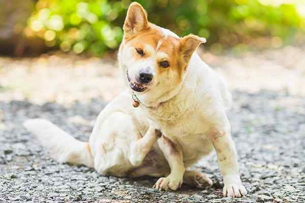 a dog scratching fleas on a patio
