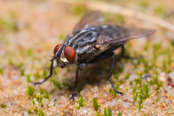 The House Fly and Other Filth Flies Prevention and Control