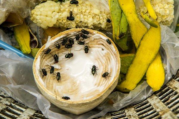 How To Get Rid Of Fruit Flies In Garbage Can - Trash Cans Unlimited