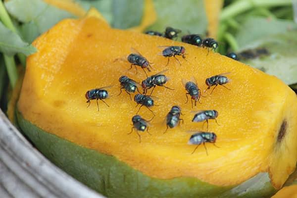 Flesh Fly Identification Guide