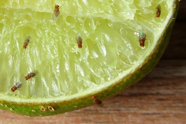 many fruit flies on a cut lime