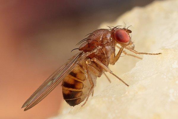 a fruit fly on food