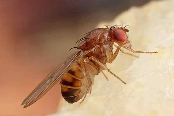 fruit fly eating food