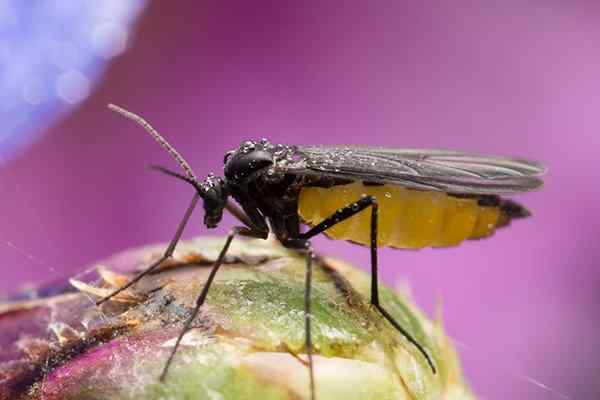 Fighting the Fungus Gnats