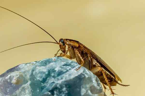 a german cockroach crawling on a rock