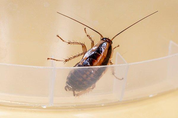 german cockroach on plastic bowl