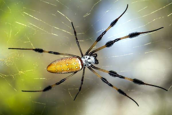 Are Orb Weaver Spiders Dangerous?