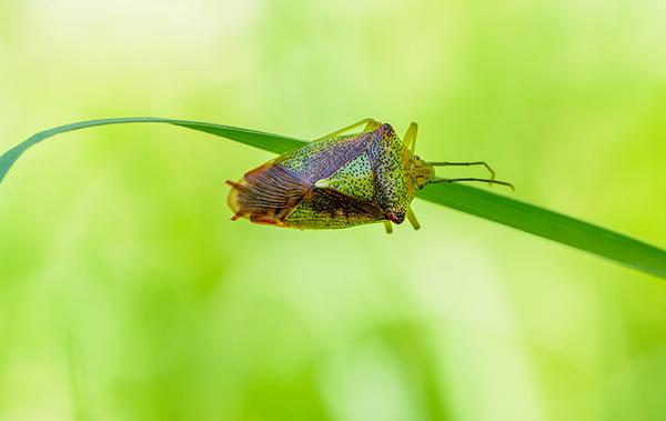 chinch bug on grass