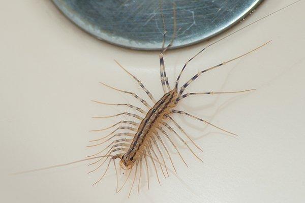 a centipede crawling near a drain