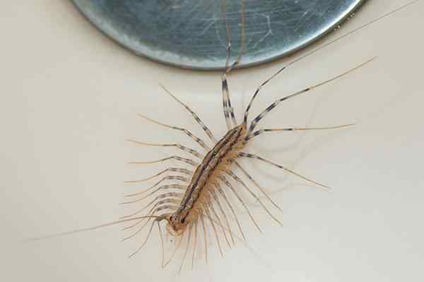 house centipede crawling in a bath tub
