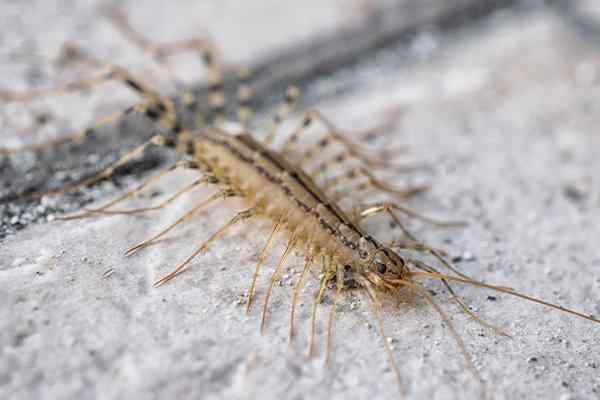 a house centipede crawling on the floor
