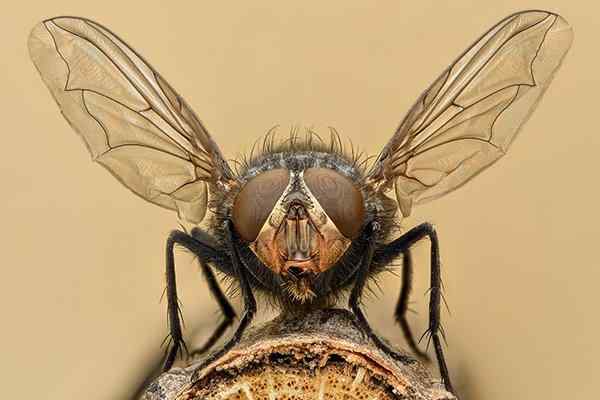 house fly on a piece of wood