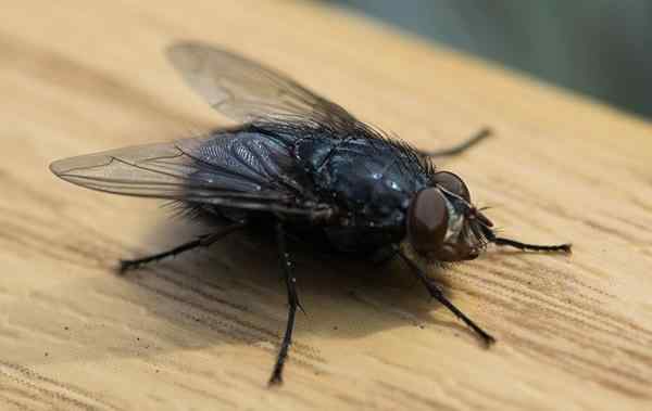 a house fly crawling in the kitchen