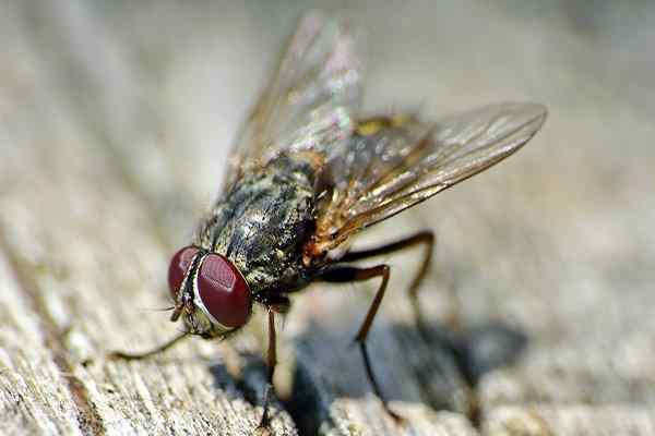 house fly crawling on picnic table