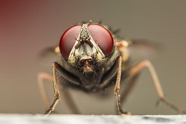 Tips for Getting Rid of and Preventing Fruit Flies - Modern Pest