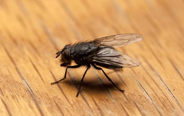 Flesh Fly Identification Guide