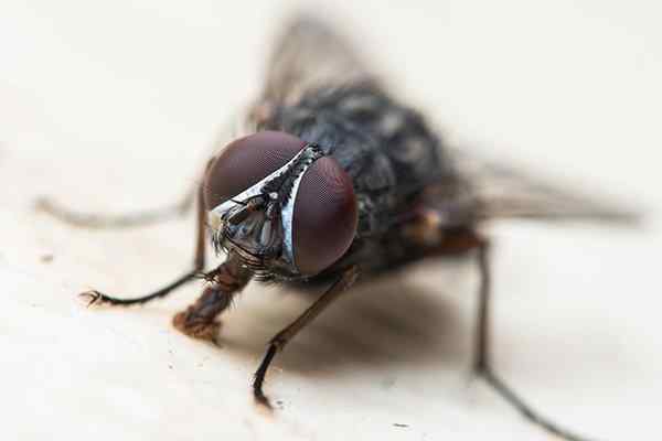 a house fly tasting a kitchen countertop