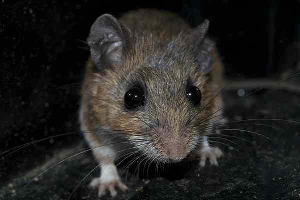 a house mouse crawling in a basement