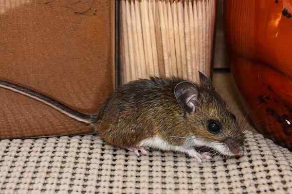 a house mouse crawling in a pantry