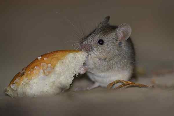 house mouse eating bread in a kitchen
