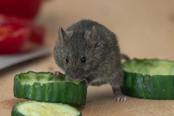 mouse eating food on counter
