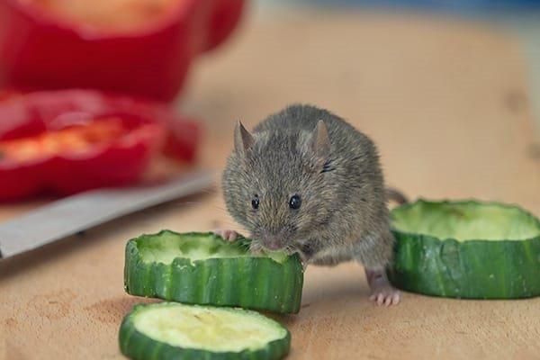 a house mouse eating vegetables