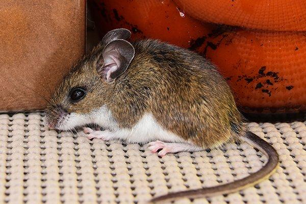 house mouse in kitchen pantry