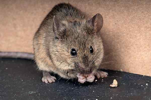 a house mouse eating food