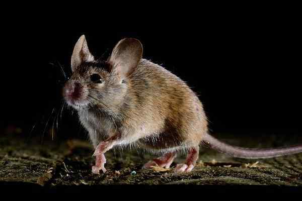 a house mouse in a basement