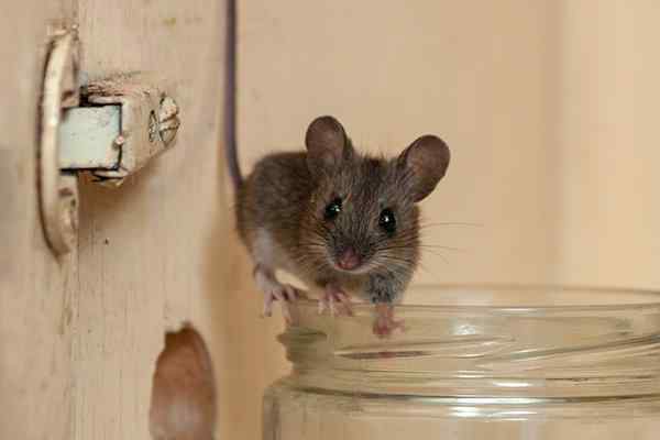 a house mouse inside a cupboard