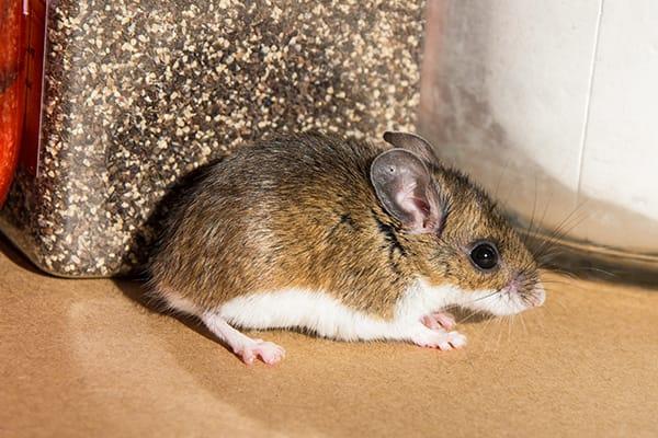 a house mouse inside of a home durring fall season