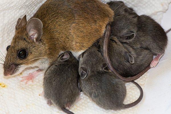 a house mouse mother and her young