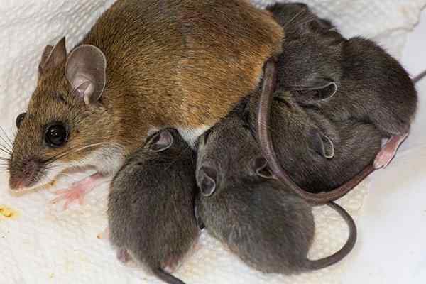 https://cdn.branchcms.com/pDVW8x1WJ8-1412/images/blog/house-mouse-mother-and-young-in-a-home.jpg