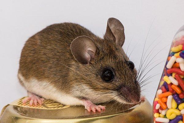 mouse inside home on jar