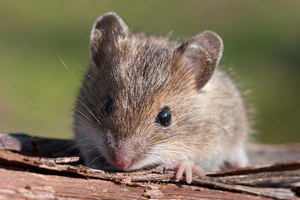 a house mouse outside of a home