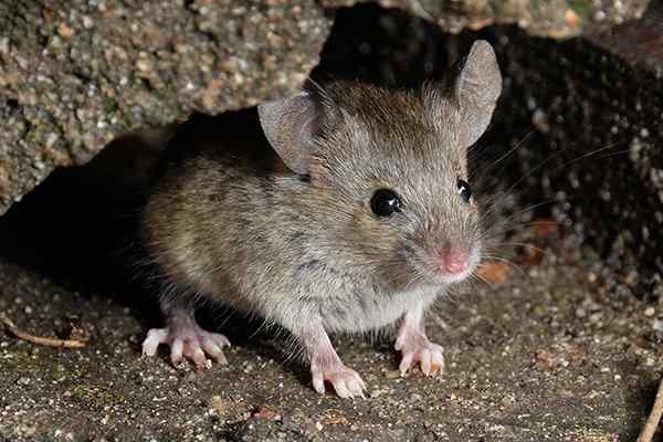 house mouse outside a home in winter